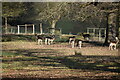 Deer, Boughton Monchelsea Deer Park