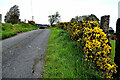 Whins along Cashel Road, Cashel