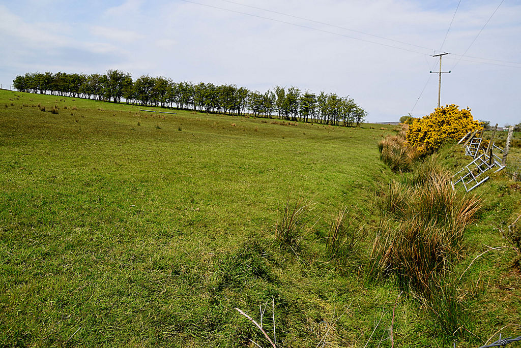 Line of trees, Binnafreaghan © Kenneth Allen cc-by-sa/2.0 :: Geograph ...