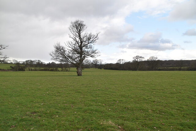 Isolated tree © N Chadwick :: Geograph Britain and Ireland