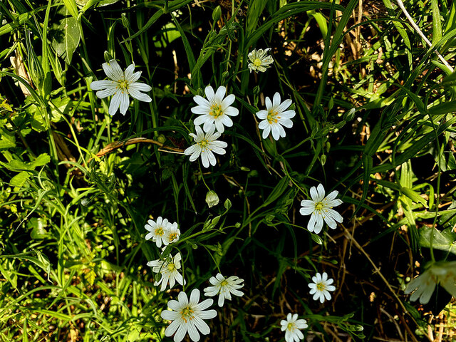 Greater stitchwort, Deer Park © Kenneth Allen :: Geograph Britain and ...