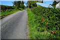 A few poppies along Botera Road, Deer Park