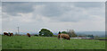 Cattle in field seen from Shaw Lane, Northowram