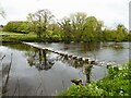 River Wharfe stepping stones