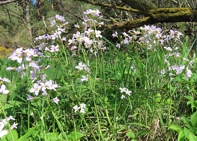 Cuckoo Flower (Cardamine pratense) © Anne Burgess :: Geograph Britain ...