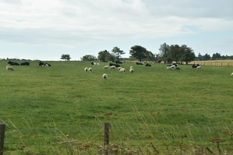 Black and white sheep grazing © N Chadwick cc-by-sa/2.0 :: Geograph ...