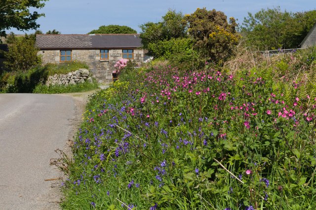 Wildflowers on the verge © Elizabeth Scott :: Geograph Britain and Ireland