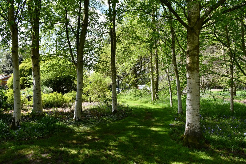 West Stow, Fullers Mill: Silver birch... © Michael Garlick cc-by-sa/2.0 ...