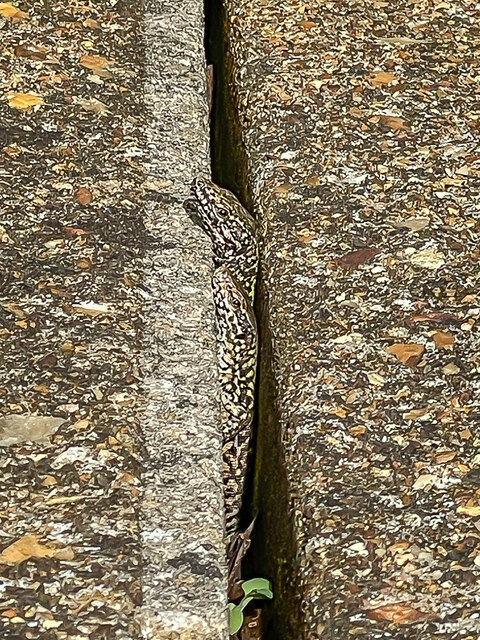 Wall Lizards (Podarcis muralis) © Ian Capper :: Geograph Britain and ...