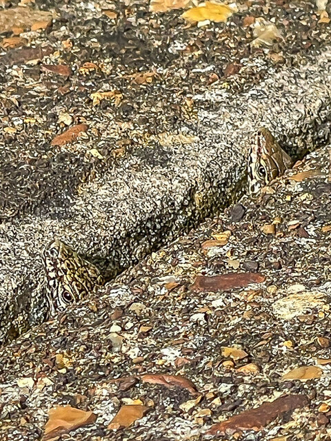 Wall Lizards (Podarcis muralis) © Ian Capper cc-by-sa/2.0 :: Geograph ...