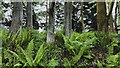 Ferns and tree trunks near Bylsborough