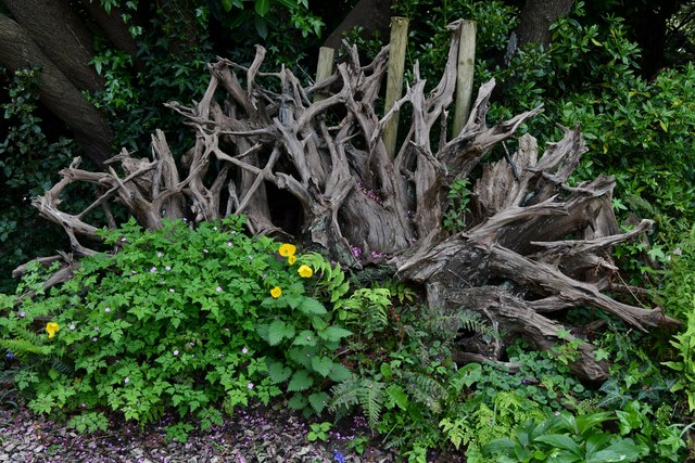 Ickworth House and Gardens: The Stumpery... © Michael Garlick cc-by-sa ...