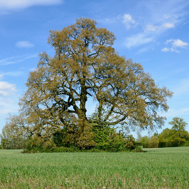 Oak tree near Wrottesley Hall in... © Roger D Kidd cc-by-sa/2.0 ...