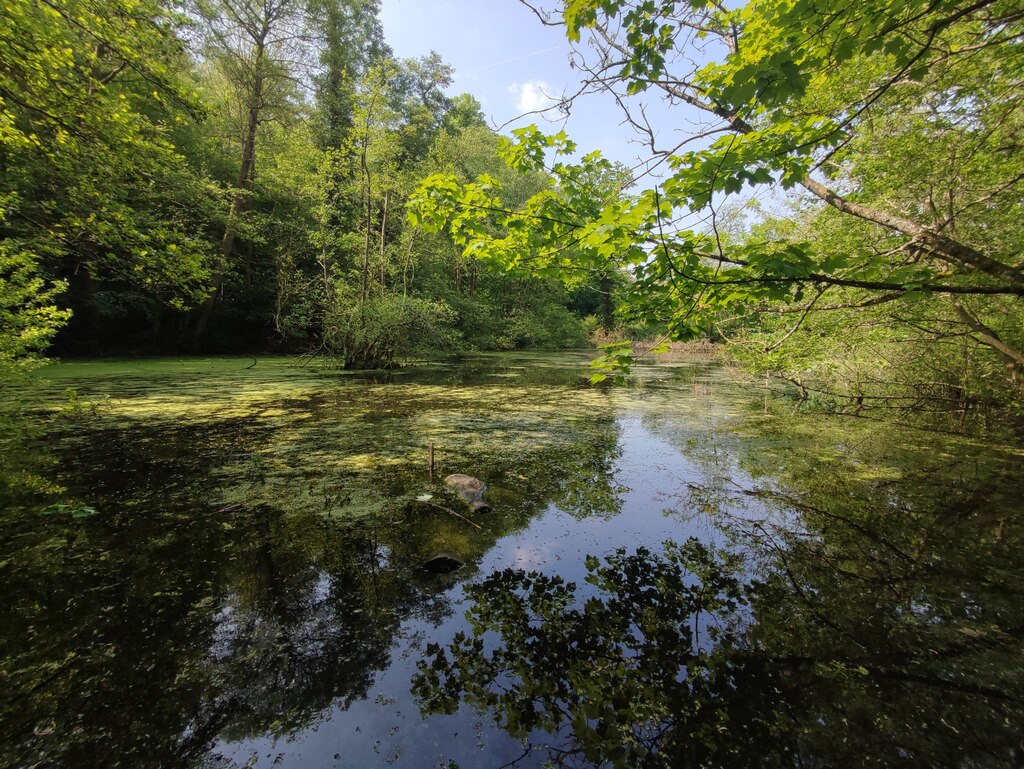 The Pond, C.S. Lewis Nature Reserve © AJD cc-by-sa/2.0 :: Geograph ...