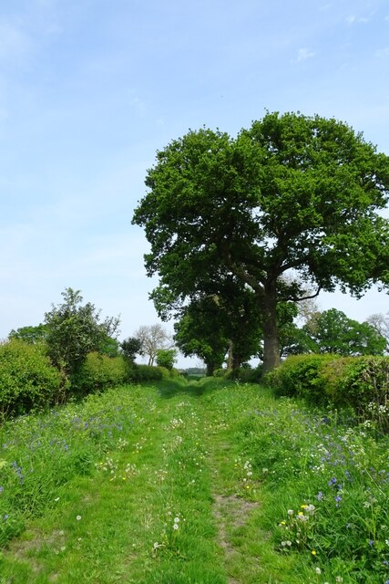 Bluebells along Allotments Lane © DS Pugh cc-by-sa/2.0 :: Geograph ...