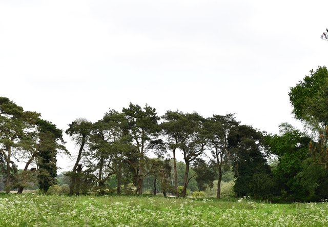 Cockley Cley: Growing crop and mature... © Michael Garlick cc-by-sa/2.0 ...