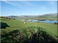 Sheep pasture below Bryncochyn above Llyn Tegid / Bala Lake in May