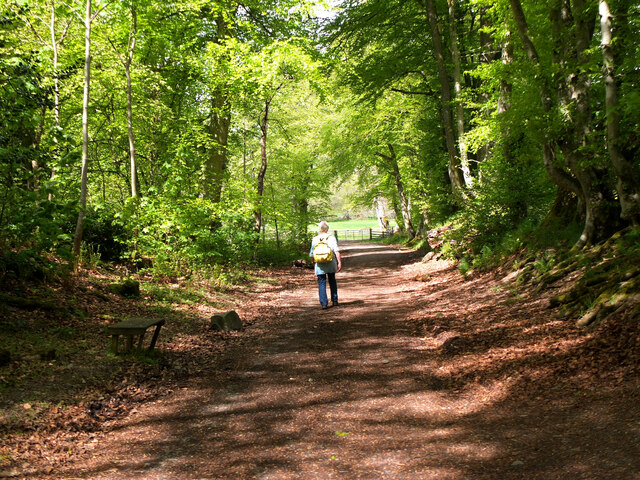 Path in Traquair woods © Jim Barton cc-by-sa/2.0 :: Geograph Britain ...