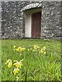 Cowslips at entrance to St Andrew’s Church