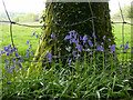 Bluebells at the edge of Coed-y-wenallt