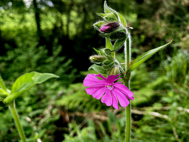Red campion (Silene dioica), Rylagh