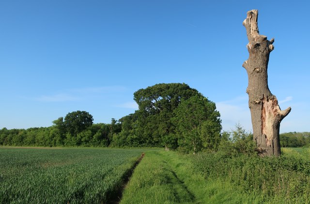 Bridleway towards Cole's Plantation © Hugh Venables :: Geograph Britain ...