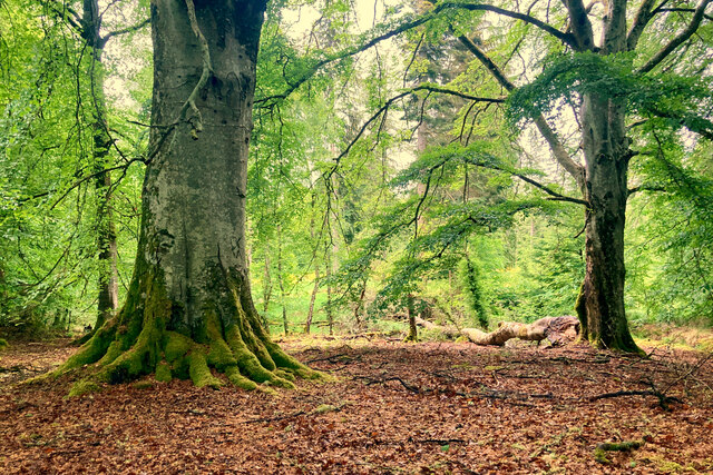 Beech trees in Broad Wood © Julian Paren cc-by-sa/2.0 :: Geograph ...