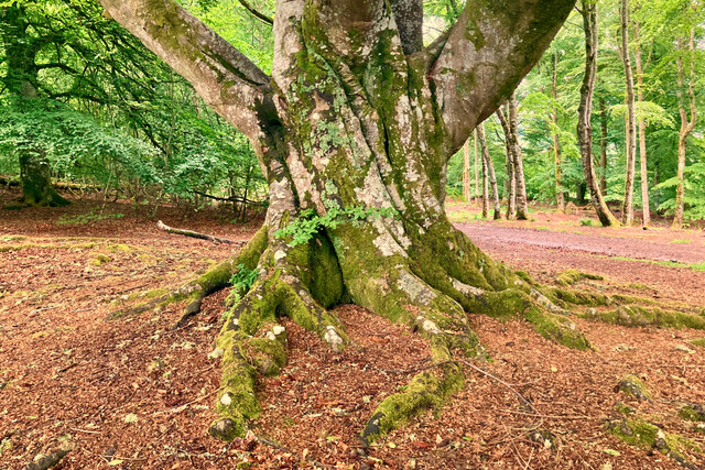 Beech tree in Broad Wood © Julian Paren cc-by-sa/2.0 :: Geograph ...