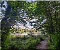 Path along the edge of Holmer Lake