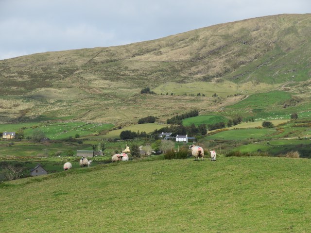 Sheep pasture near the standing stone © Gordon Hatton :: Geograph Ireland