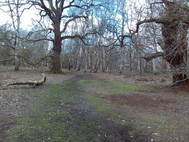 Footpath In Sherwood Forest 3 © Richard Vince Geograph Britain And Ireland 5932