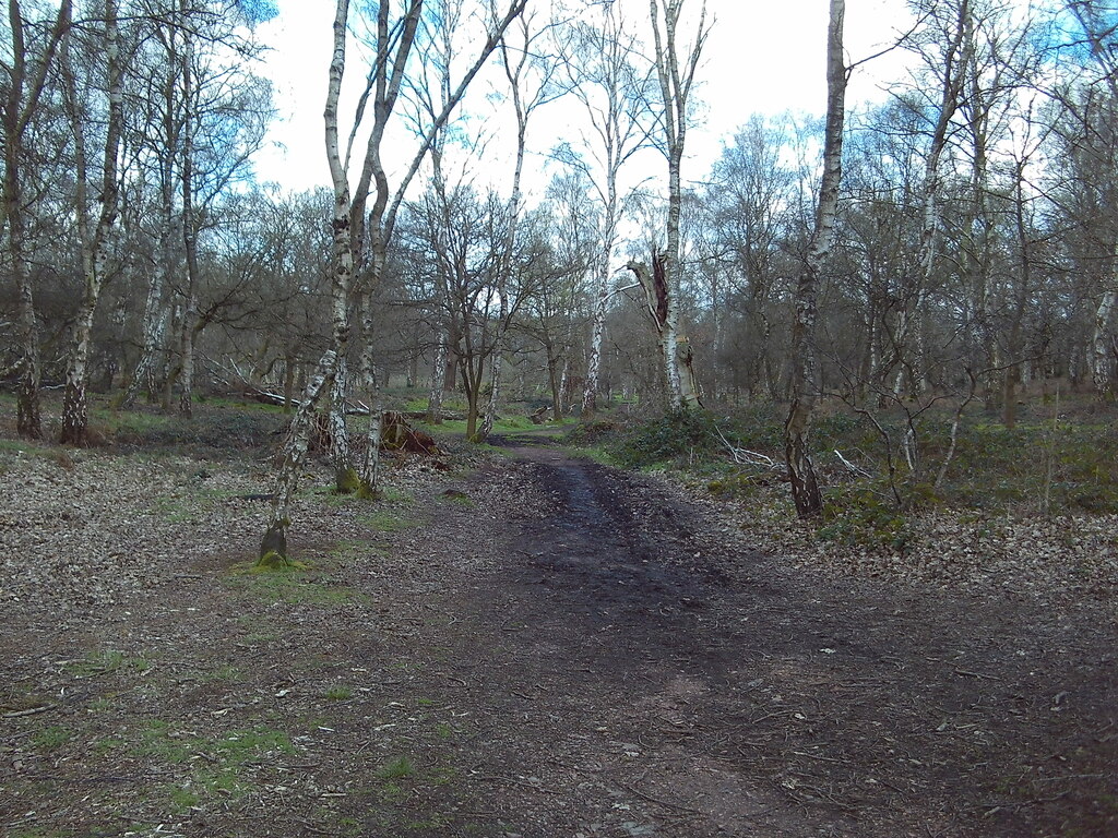 Footpath In Sherwood Forest 4 © Richard Vince Cc By Sa20 Geograph Britain And Ireland 6613