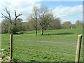 Grassland and trees, Delamont Country Park