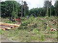 A John Deere 1270G forest harvester operating in Tipperary Woods