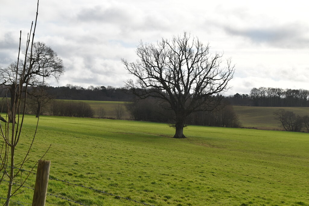 Isolated tree © N Chadwick cc-by-sa/2.0 :: Geograph Britain and Ireland