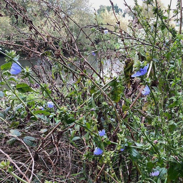 Chicory, St Nicholas Park, Warwick © Robin Stott cc-by-sa/2.0 ...