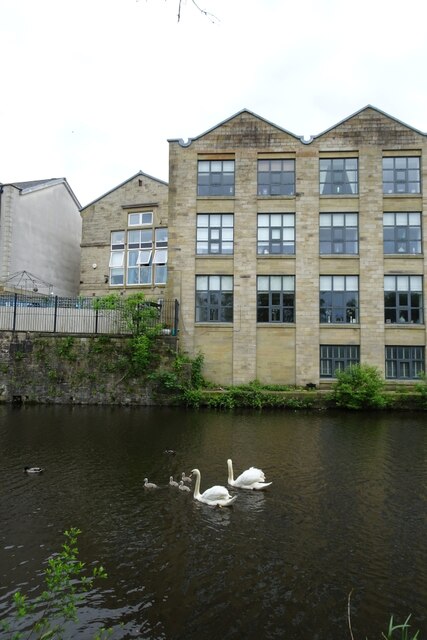 Cygnets swimming near Clitheroe Road © DS Pugh cc-by-sa/2.0 :: Geograph ...