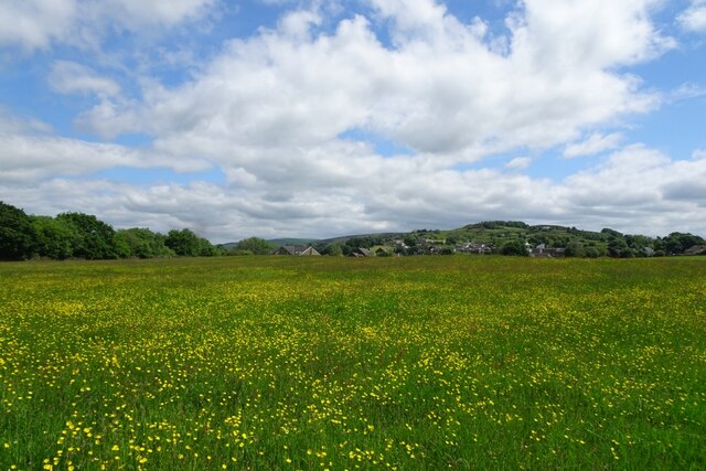 Buttercup field near Foulridge © DS Pugh cc-by-sa/2.0 :: Geograph ...