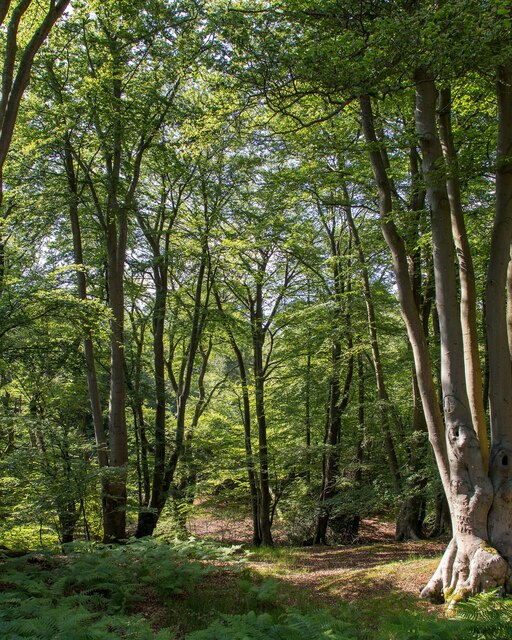 Near Centenary Walk, Great Monk Wood,... © Roger Jones cc-by-sa/2.0 ...