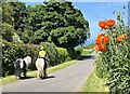 Ponies and Poppies at Birnieknowes