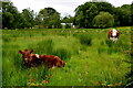 Cattle, Cavanavaw Lower