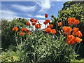 Red Poppies on the old  field Wall at Birnieknowes