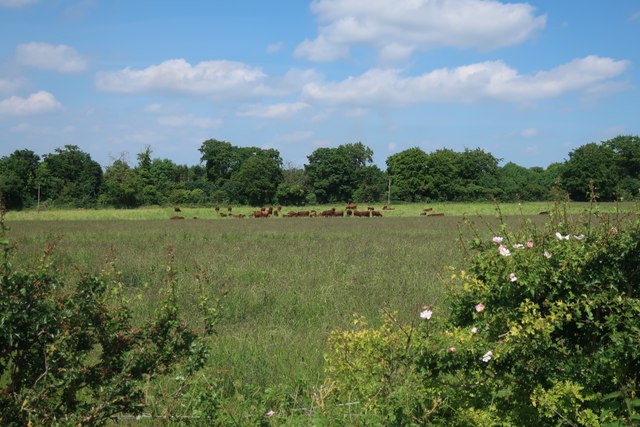 Cattle by Royston Lane © Hugh Venables :: Geograph Britain and Ireland