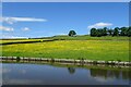 Buttercup field beside the canal