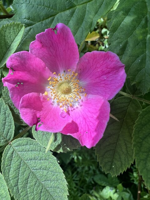 Dog Rose © Jay Pea cc-by-sa/2.0 :: Geograph Britain and Ireland