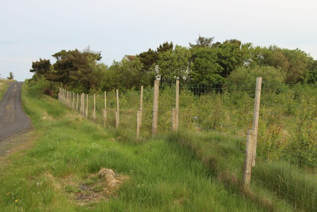 A rare copse of trees at Muir of Aird © Alan Reid :: Geograph Britain ...