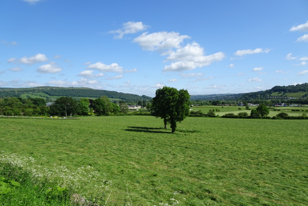 Tree in a field near Silsden © DS Pugh cc-by-sa/2.0 :: Geograph Britain ...