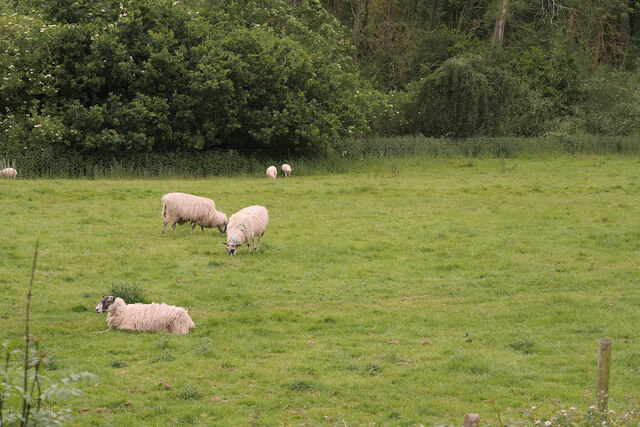 Sheep Grazing north of Rothley Station © David Dixon cc-by-sa/2.0 ...