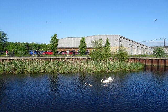 Swans and cygnets at Knostrop Quay © DS Pugh cc-by-sa/2.0 :: Geograph ...