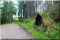 Windfall by a Speyside track